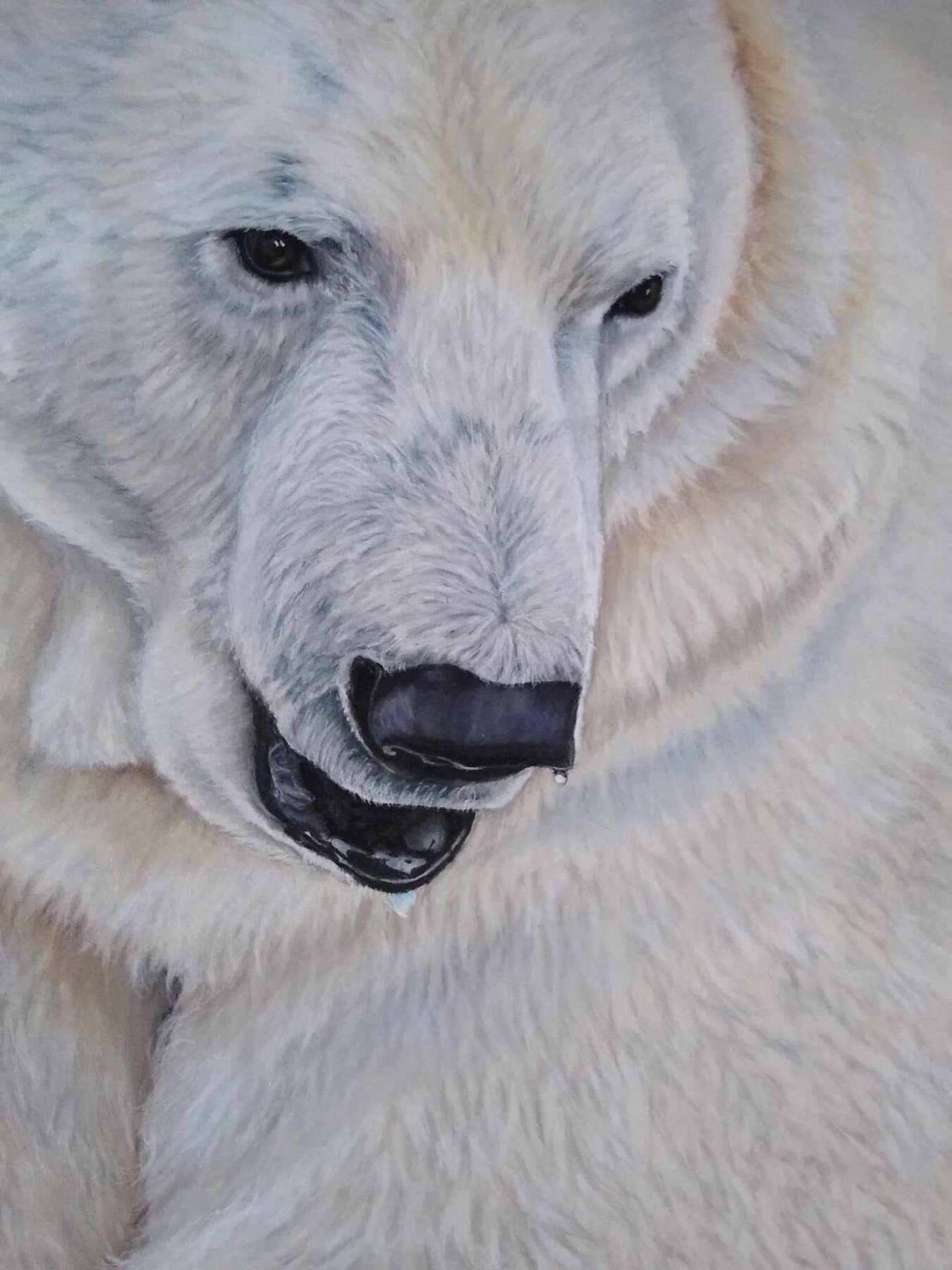 Polar Bear Closeup