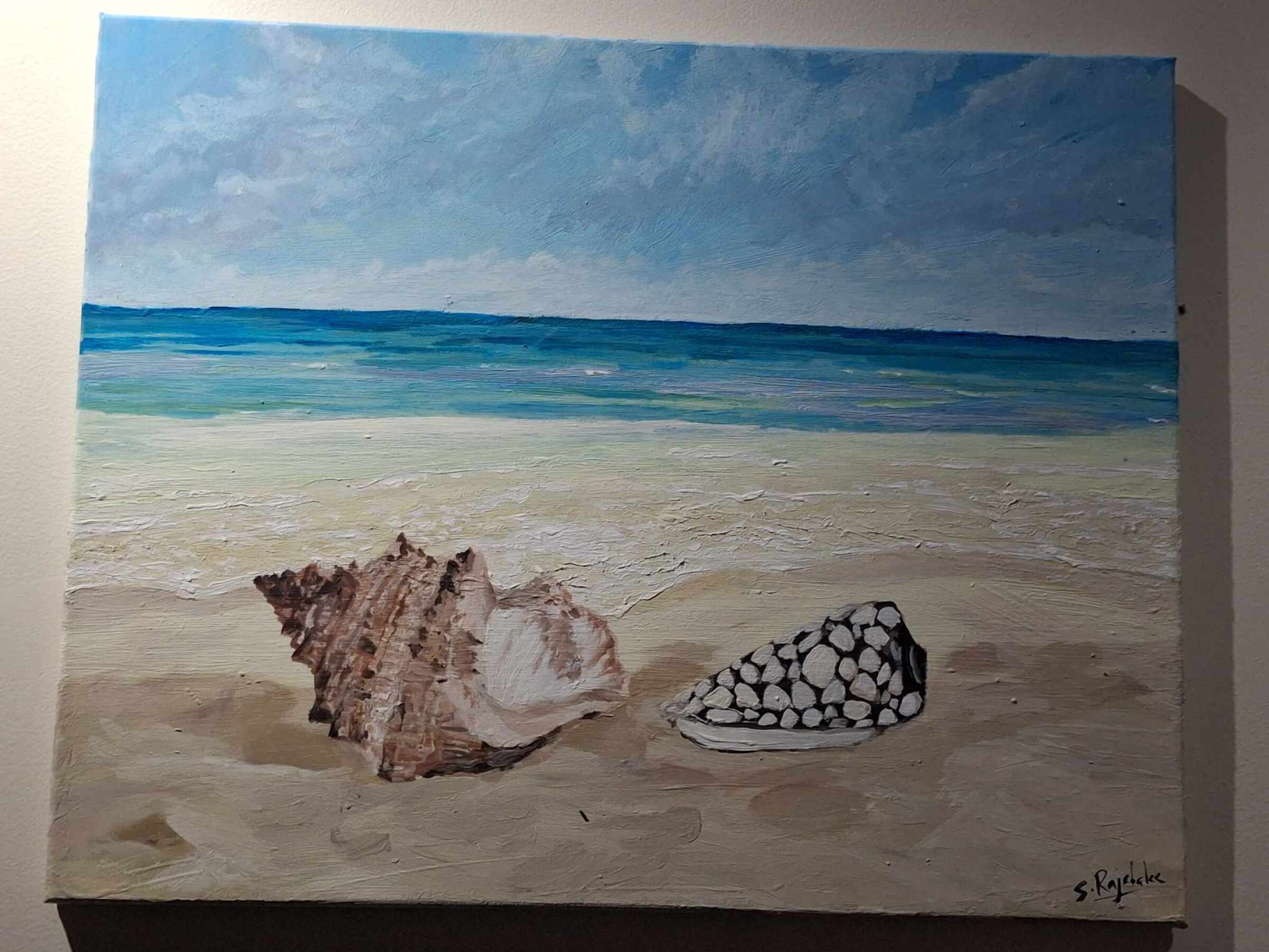 Coquillage sur plage