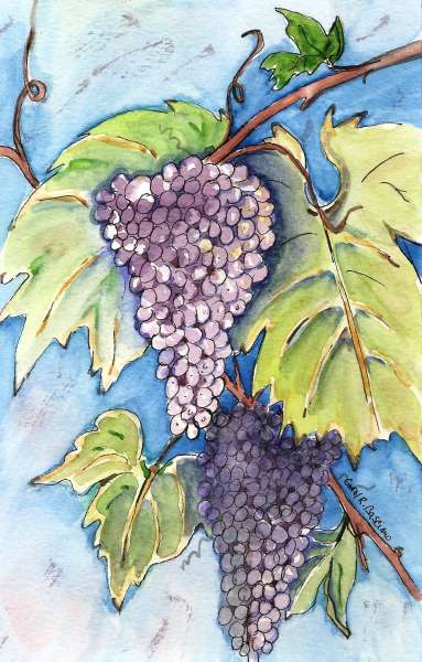Niagara Grapes, watercolour and ink, by Carol Basciano