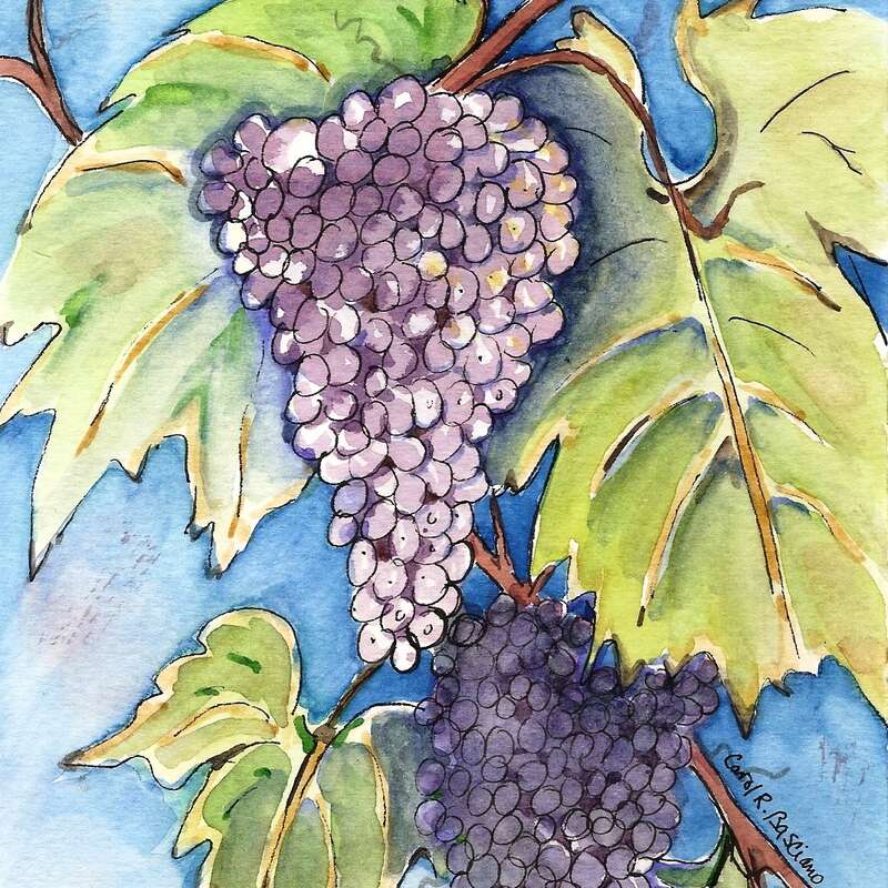 Niagara Grapes, watercolour and ink, by Carol Basciano