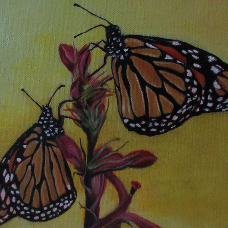 Monarch Butterflies