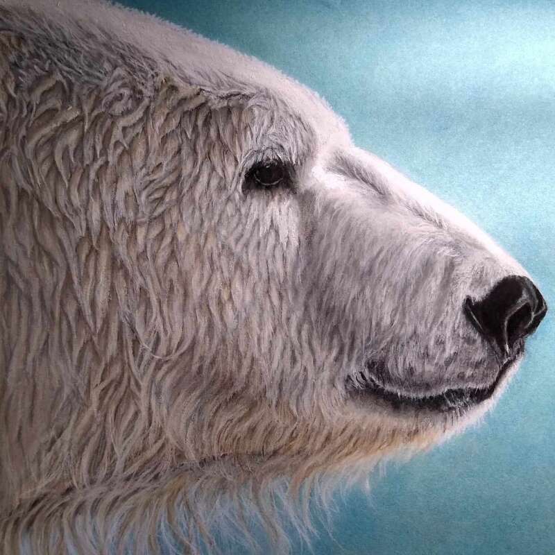 Polar Bear