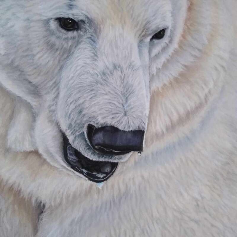 Polar Bear Closeup