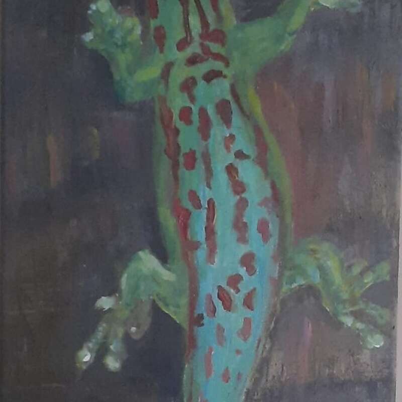 Phelsulma Ornata