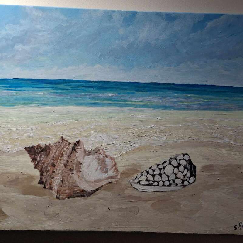 Coquillage sur plage